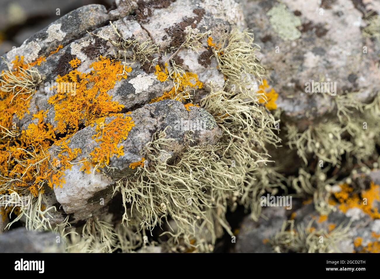 Vivace lichene e muschio arancio che cresce sulle rocce costiere intemprate dell'Isola di Carna Foto Stock