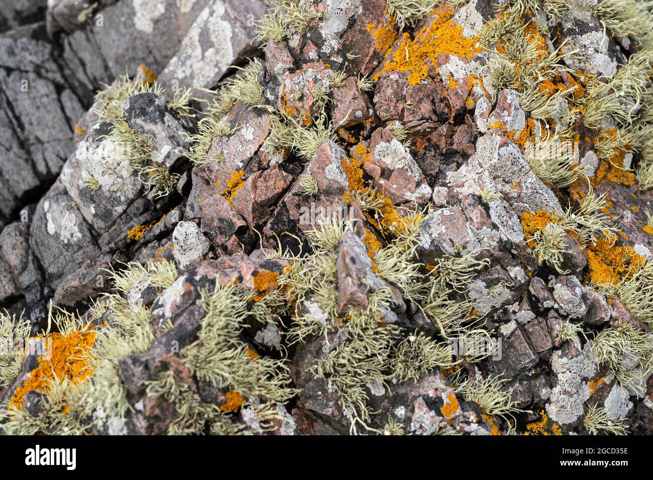 Coloratissimi licheni e muschio d'arancia che crescono sulla superficie costiera rocciosa dell'Isola di Carna, Scozia Foto Stock