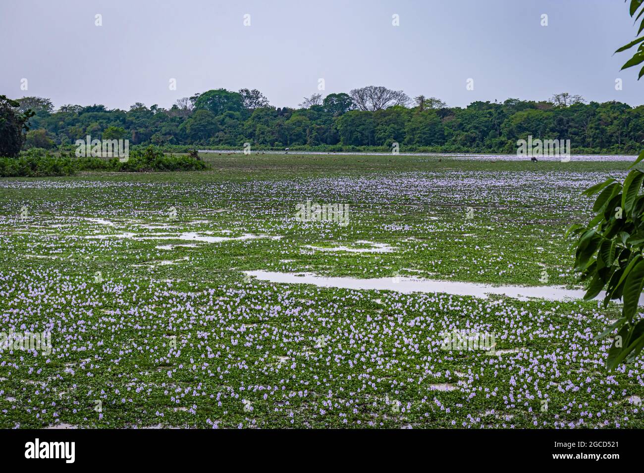 fiume riempito di giacinto fiore molti al mattino da un angolo piatto immagine presa a kaziranga assam india. Foto Stock