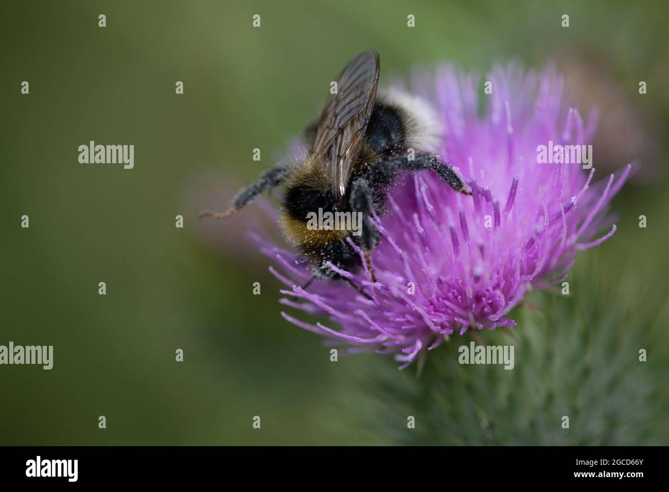 Bumble Bee - probabilmente un bumblebee femminile dalla coda bianca (Bombus lucorum) sul thistle Foto Stock