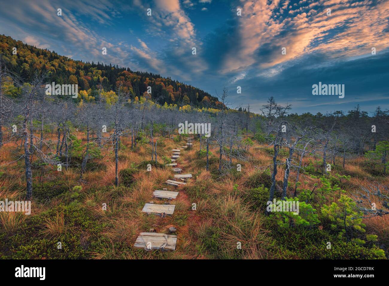 Famoso percorso fatto di tavole di legno sopra la palude, meandro nella foresta, Tinovul Mohos, Transilvania, Romania, Europa Foto Stock