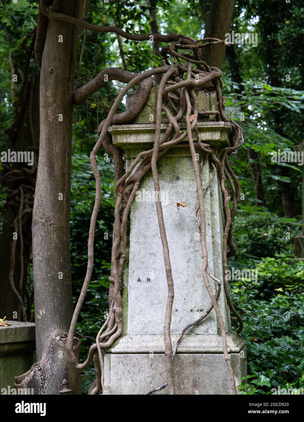 Lapide ricoperta di edera nello storico Highgate Cemetery Boodland Foto Stock