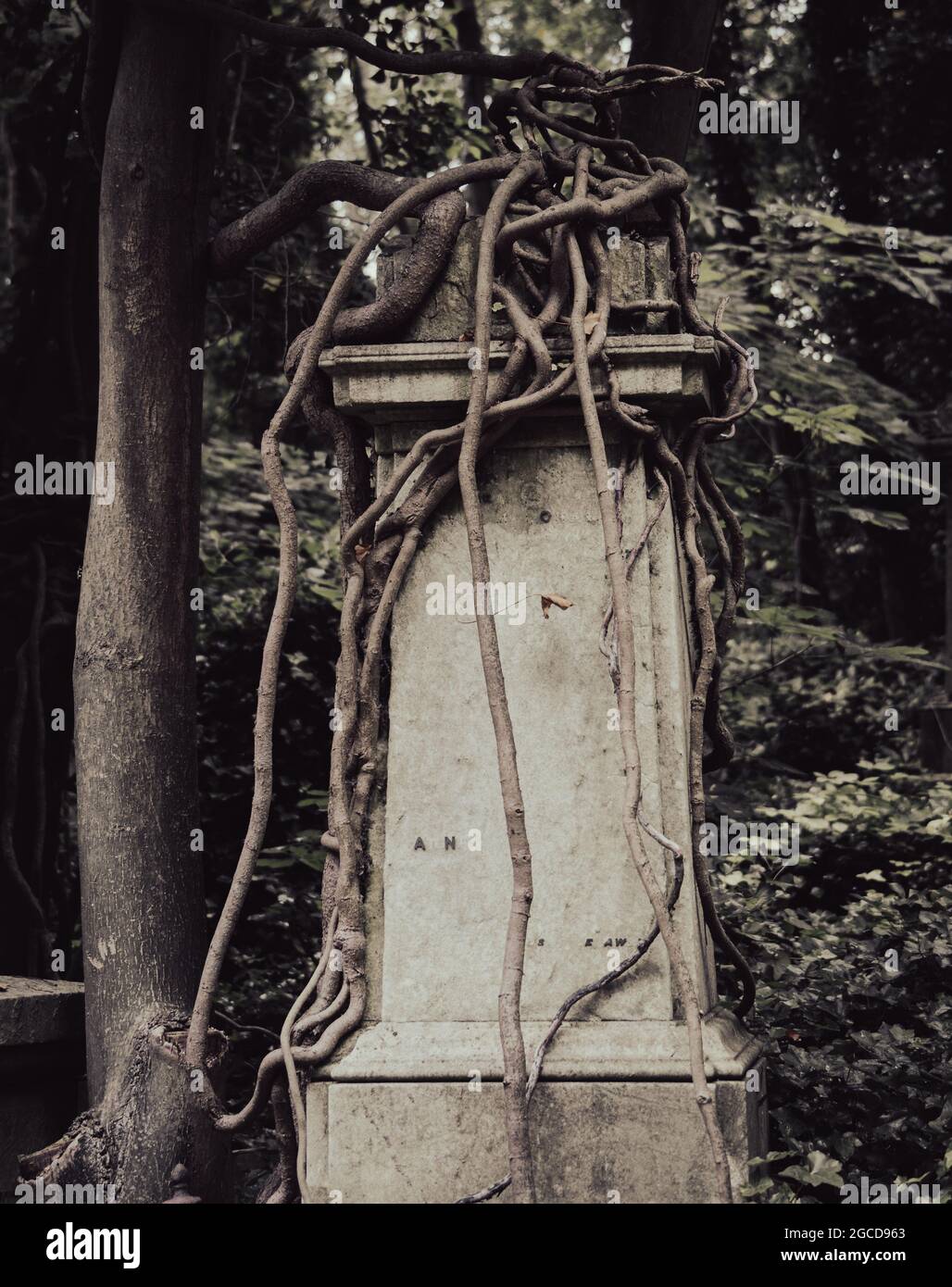 Lapide vittoriana ricoperta di edera nello storico Highgate Cemetery, Londra Foto Stock