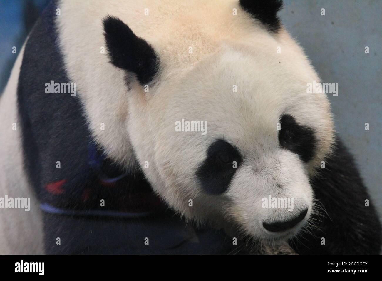 Panda gigante Foto Stock