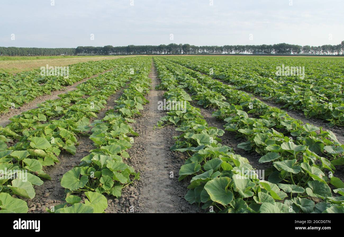 un campo con lunghe file di piante biologiche di zucca nella campagna olandese in estate Foto Stock