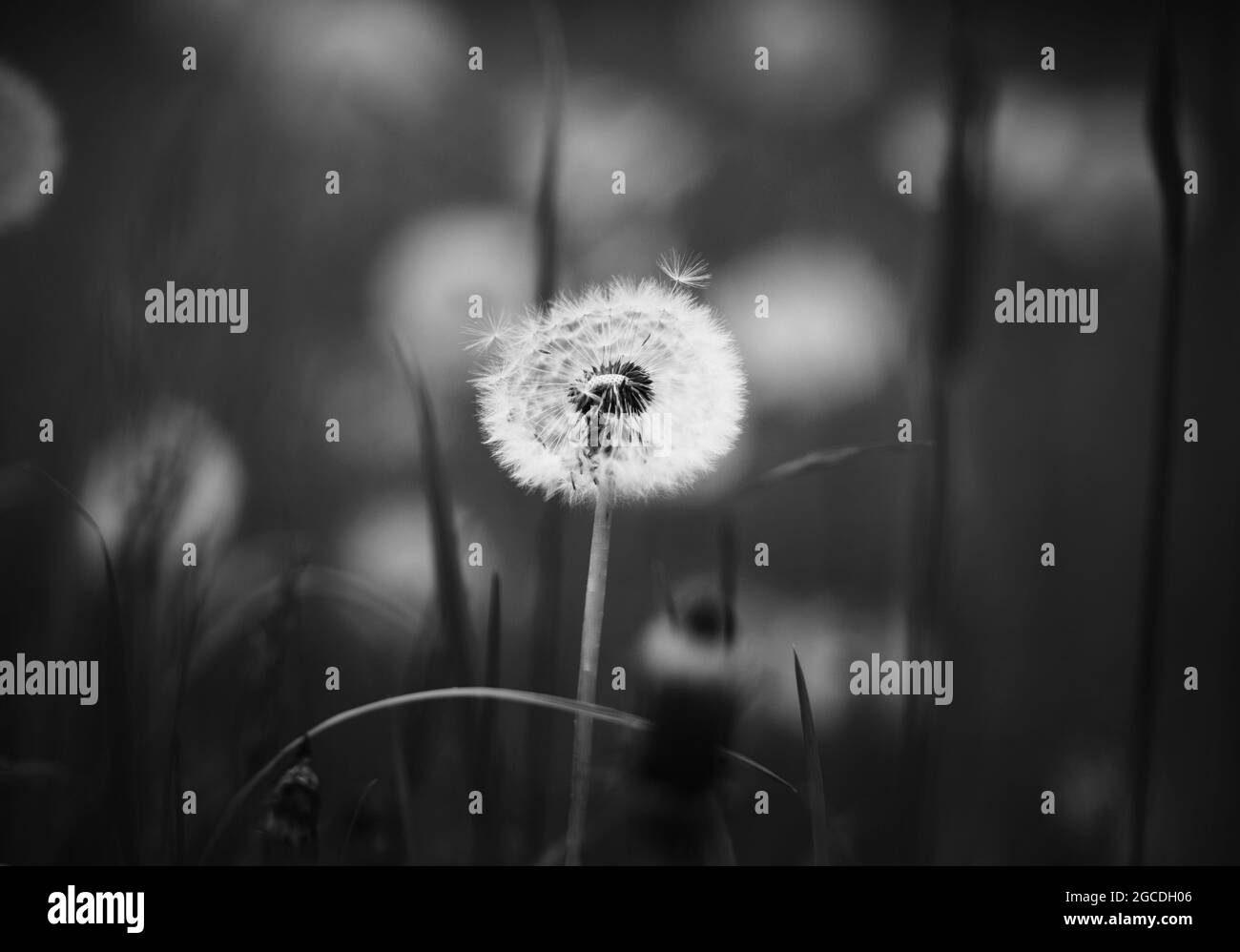 Un'immagine in bianco e nero di un fiore bianco soffuso di dente di leone chiaro che cresce in un prato tra l'erba scura. Natura. Foto Stock