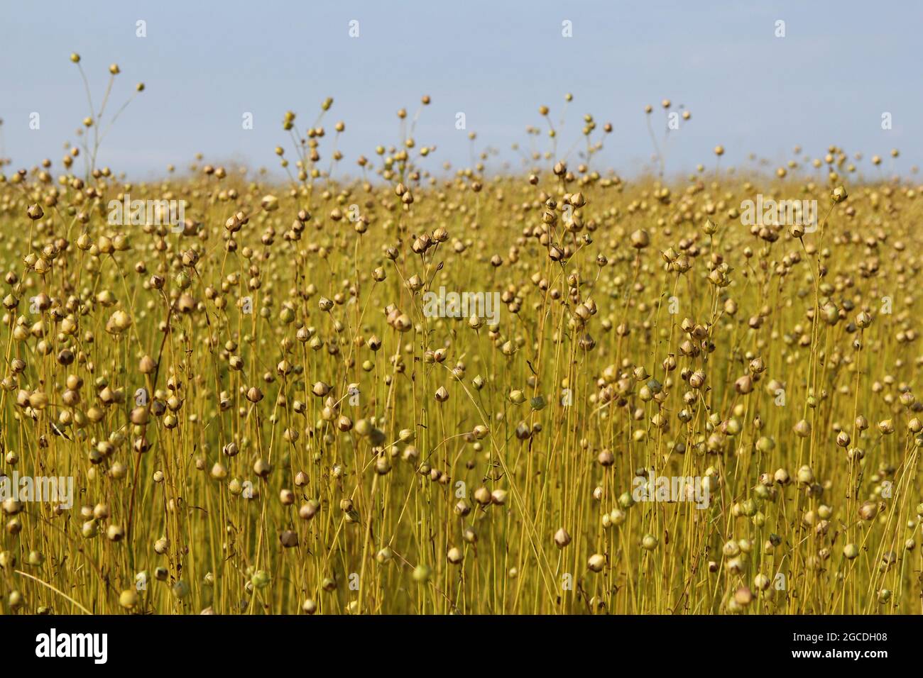 una fila di piante di lino con semi nella campagna olandese in zeeland con un cielo blu in primavera Foto Stock