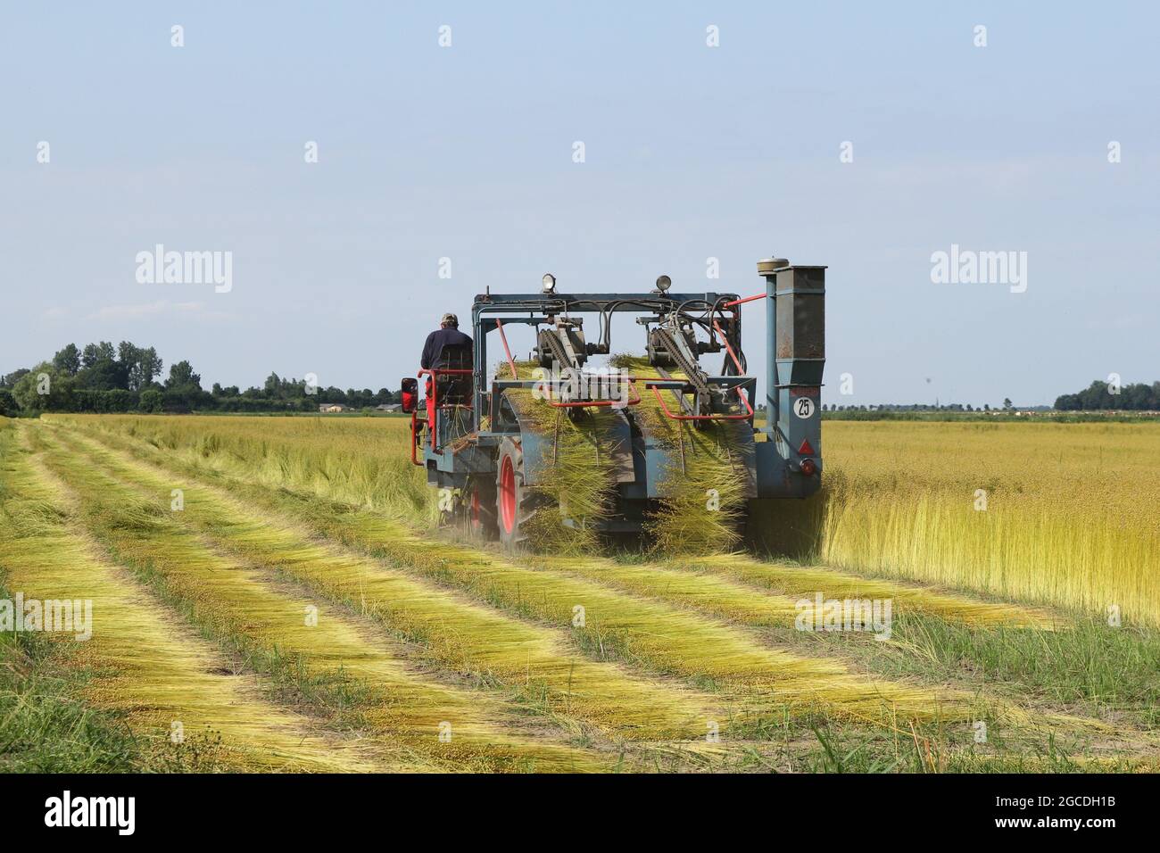 un agricoltore sta estraendo impianti di lino con una macchina nella campagna olandese in zeeland in estate Foto Stock