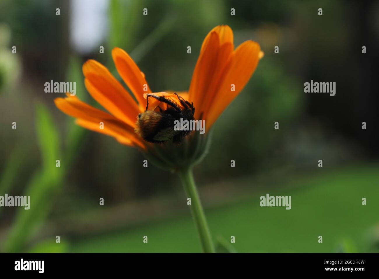 Ape bumble che ripara dalla pioggia capovolta sotto un petali di fiori Foto Stock