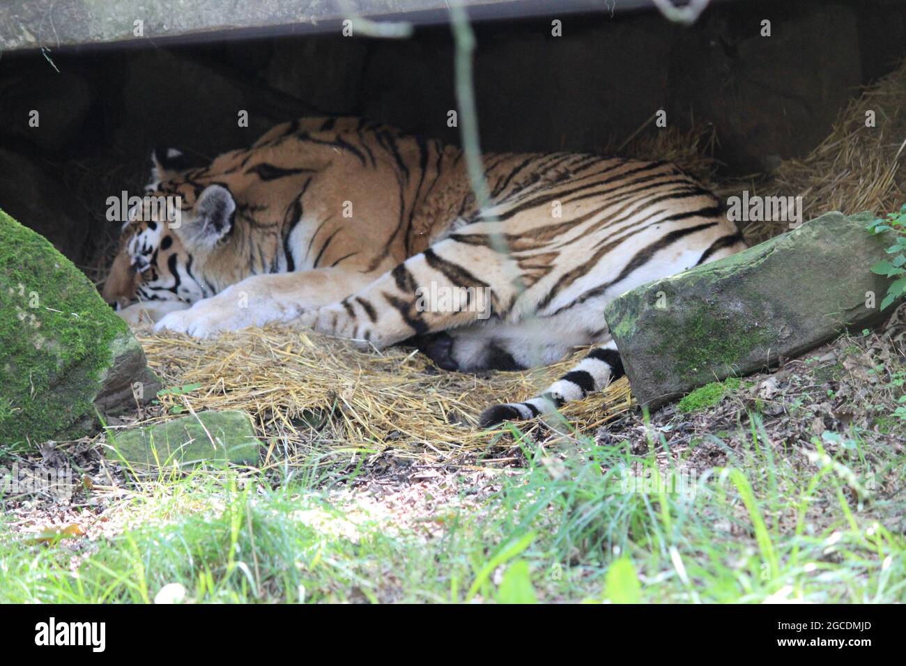 Tigre siberiana Foto Stock