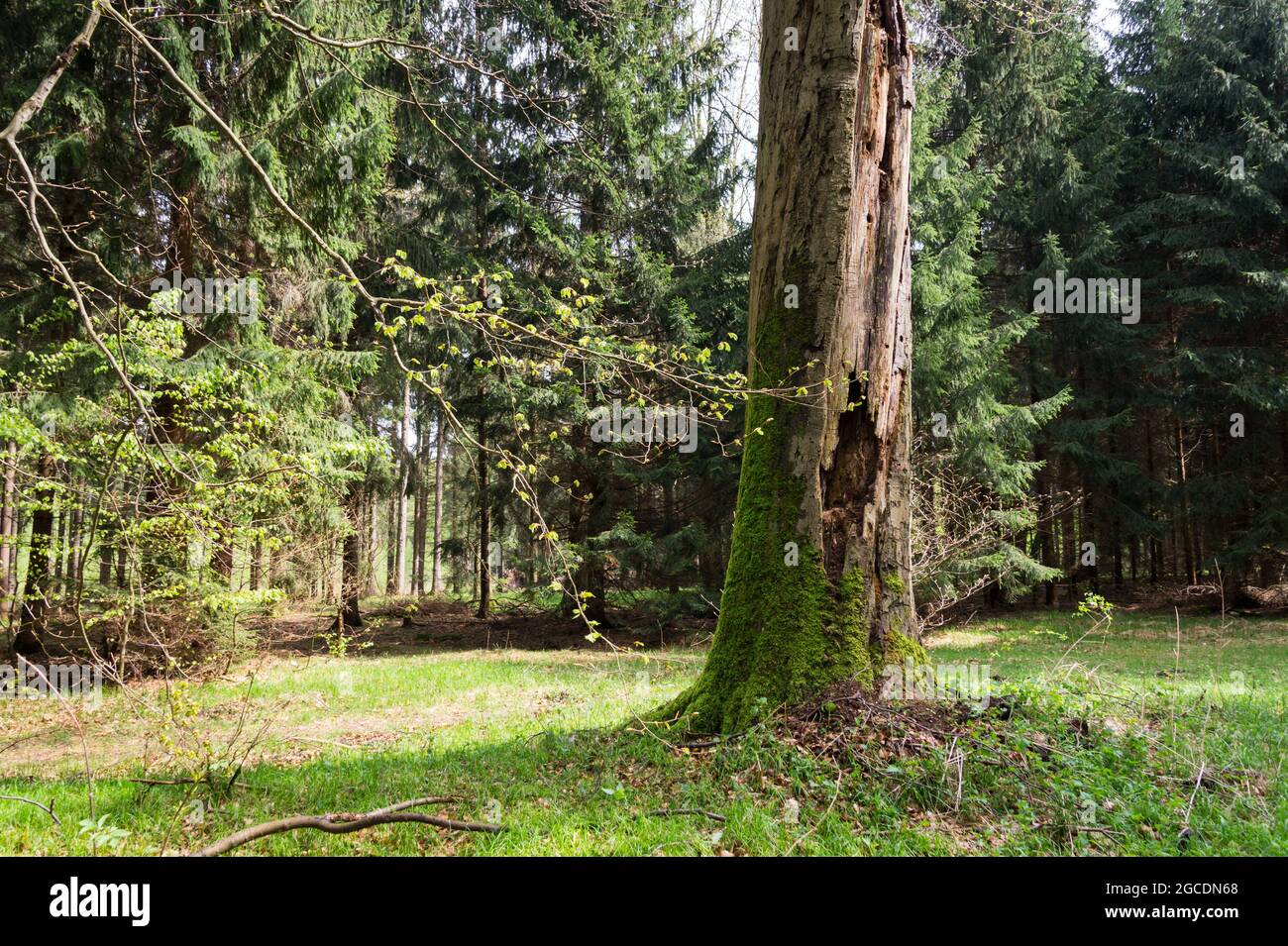 maestoso vecchio tronco di albero in fresca foresta verde fiaba primavera Foto Stock