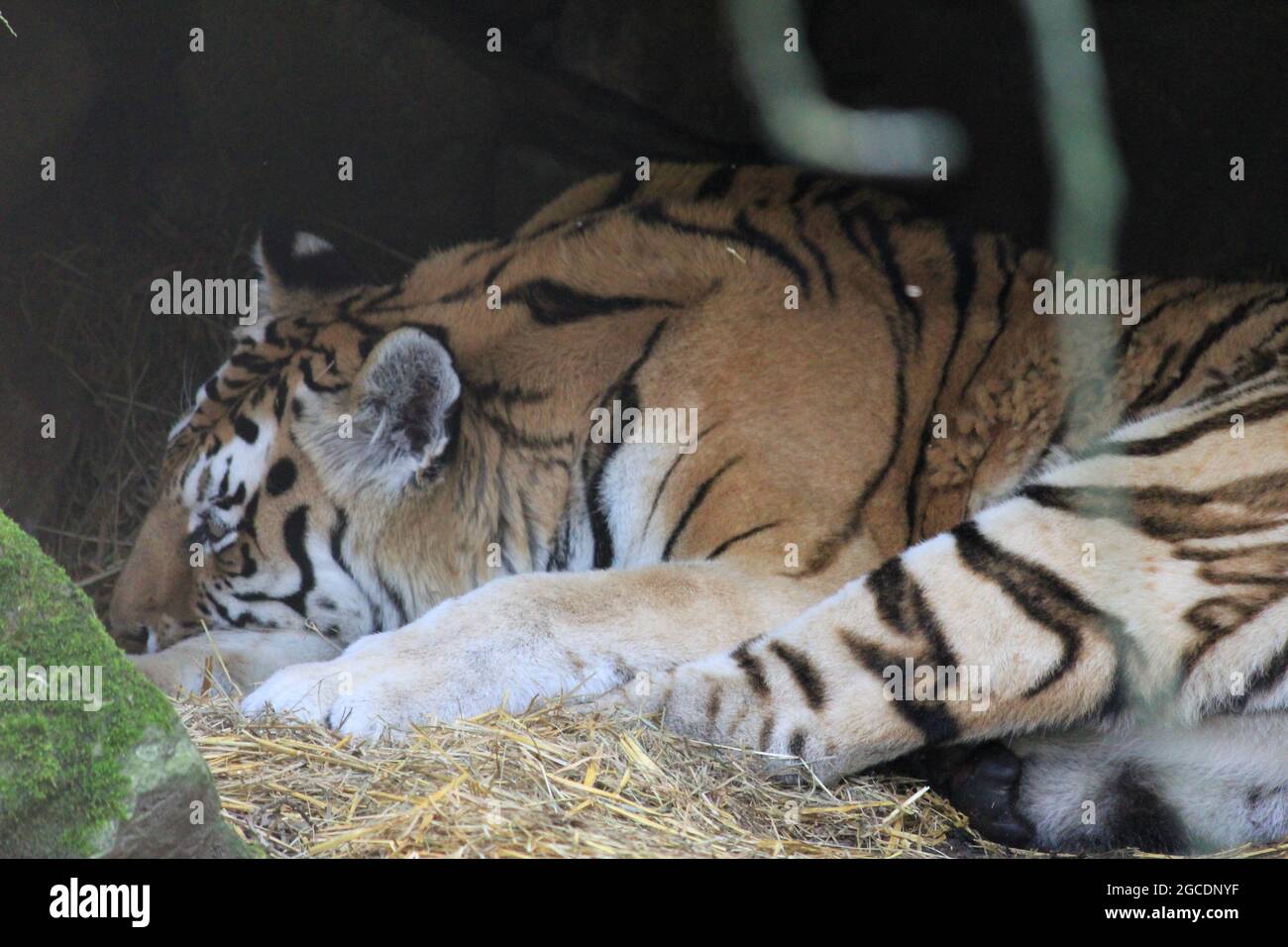 Tigre siberiana Foto Stock