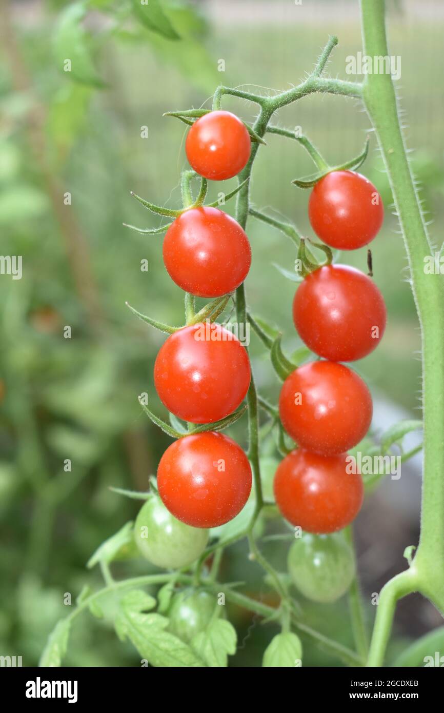 Pomodori ciliegini rossi maturi sul vigneto in giardino estivo Foto Stock