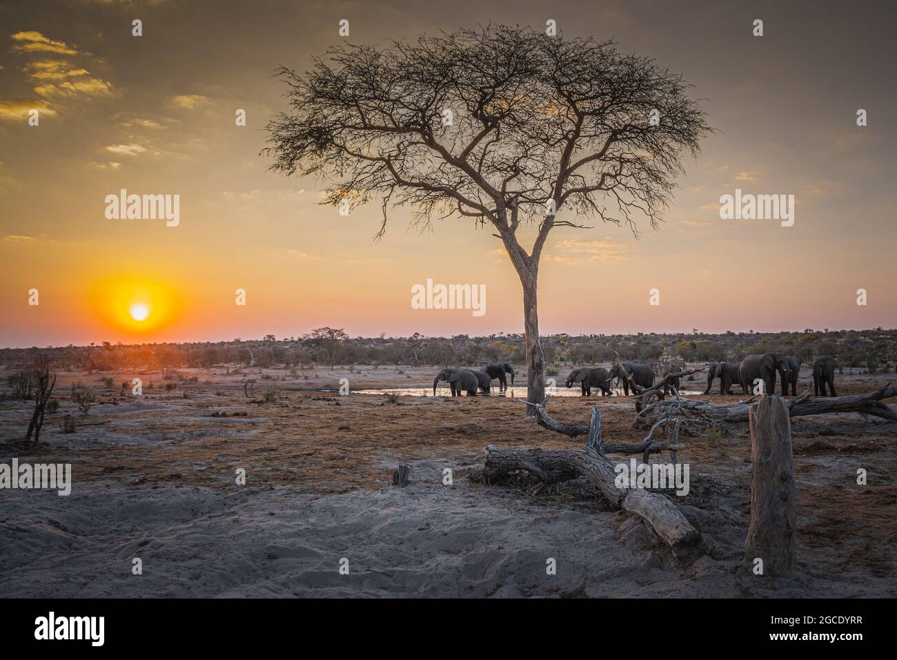 Una grande mandria di elefanti africani si trova in cima a una buca d'acqua nel Kalahari centrale, in Botswana Foto Stock