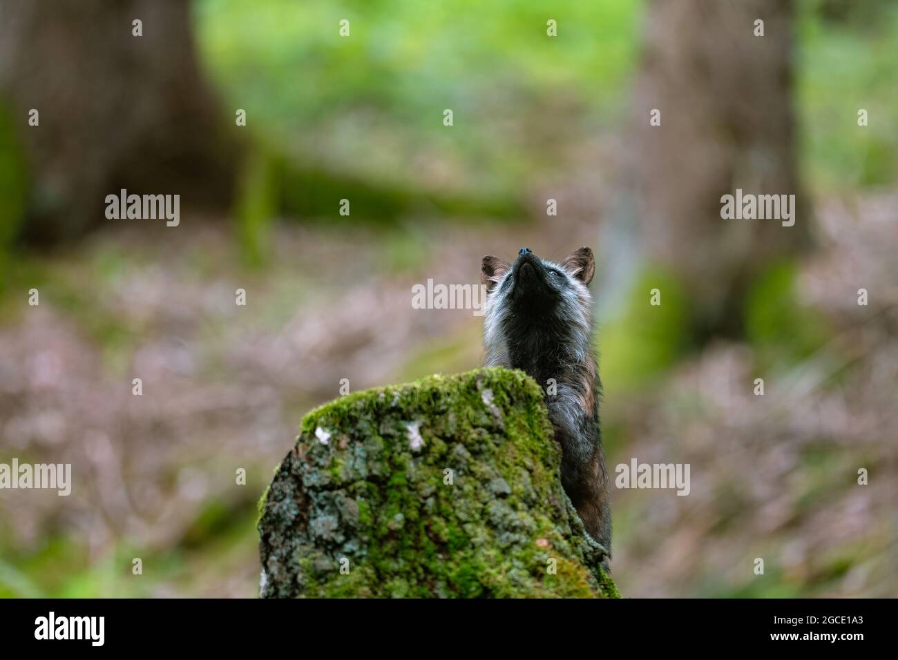 La volpe rossa (Vulpes vulpes) nella foresta primaverile si erge dietro un moncone e guarda in su, solo la testa può essere visto. Foto Stock