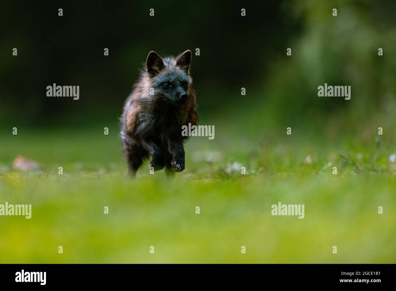 Comune volpe (Vulpes vulpes) che corre veloce contro il fotografo su erba verde nella foresta. Foto Stock