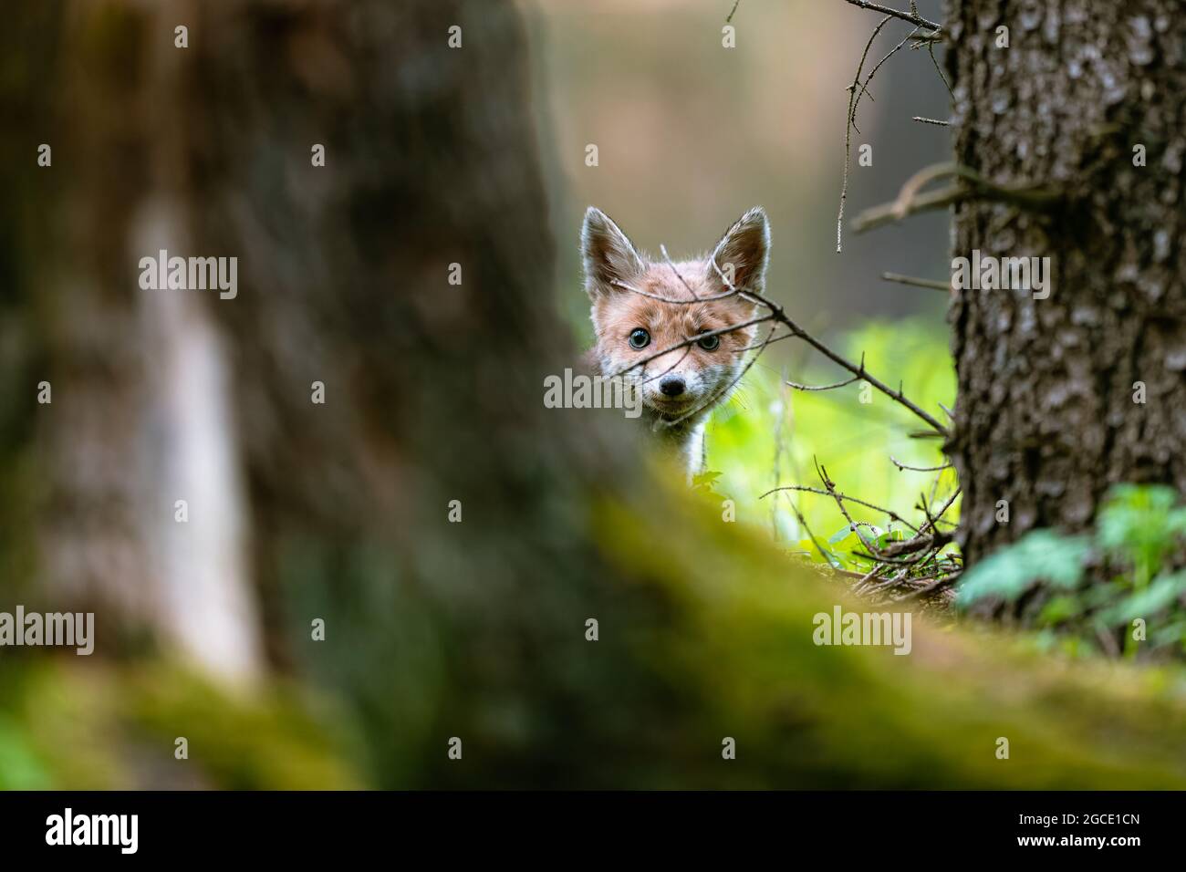 La giovane volpe (Vulpes vulpes) è curiosa, si nasconde dietro un albero e guarda l'ambiente circostante, solo la testa è visibile. Foto Stock
