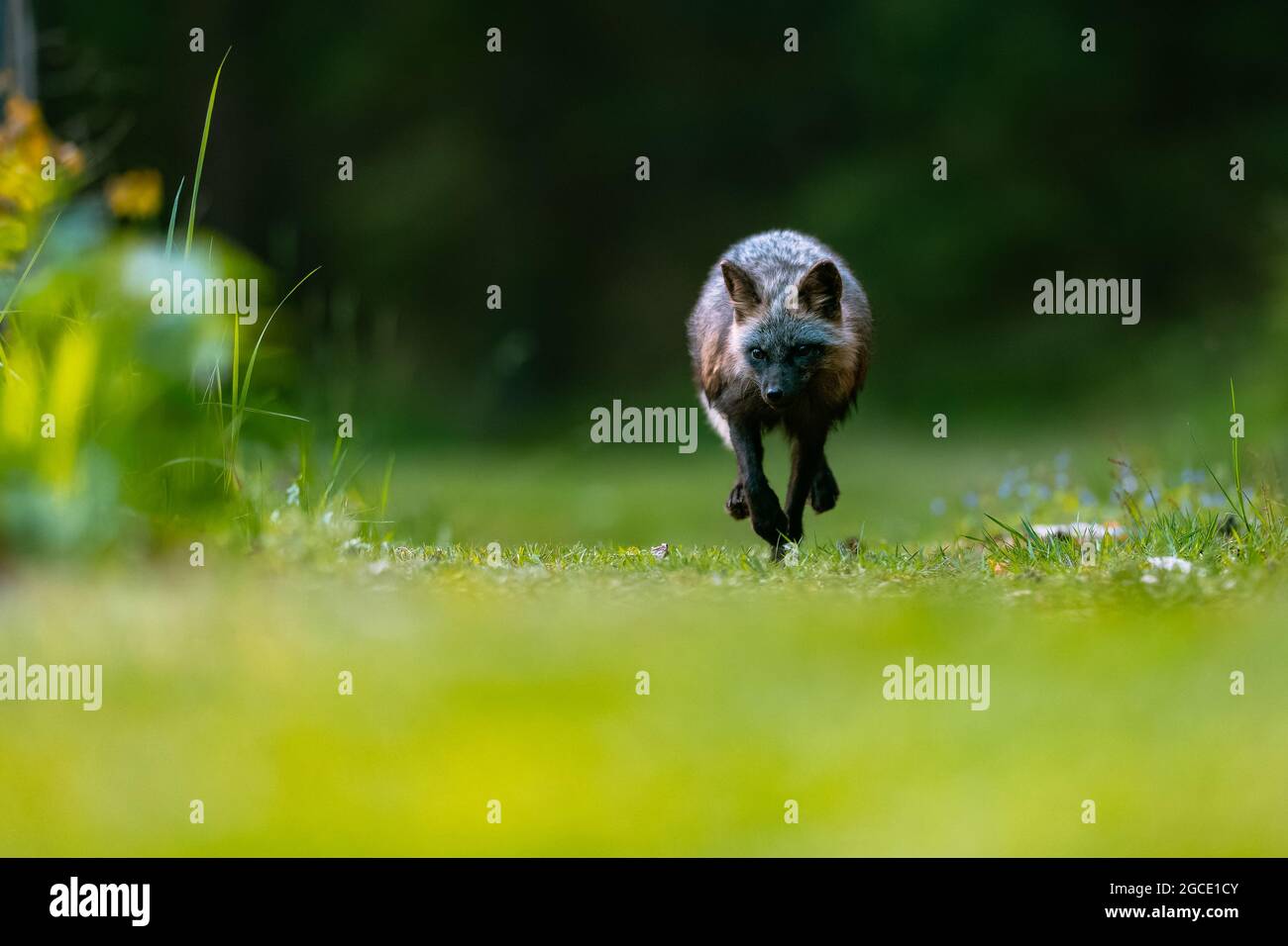 Comune volpe (Vulpes vulpes) che corre veloce contro il fotografo su erba verde nella foresta. Foto Stock