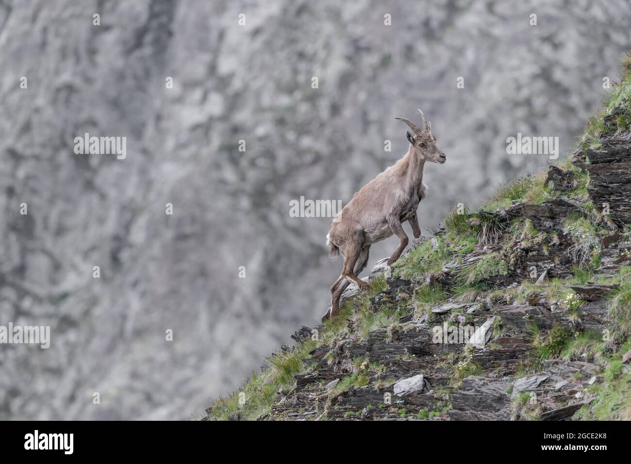 Il miglior scalatore delle Alpi, la femmina di stambecco alpino (Capra ibex) Foto Stock