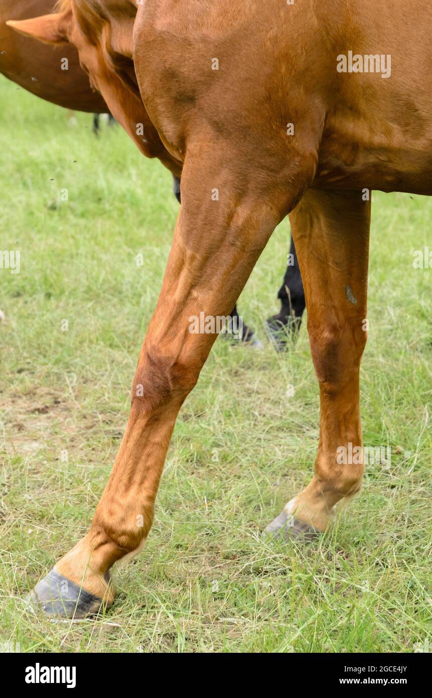 Zoccoli e gambe anteriori di un cavallo bruno domestico (Equus ferus caballus) su un pascolo in campagna Foto Stock