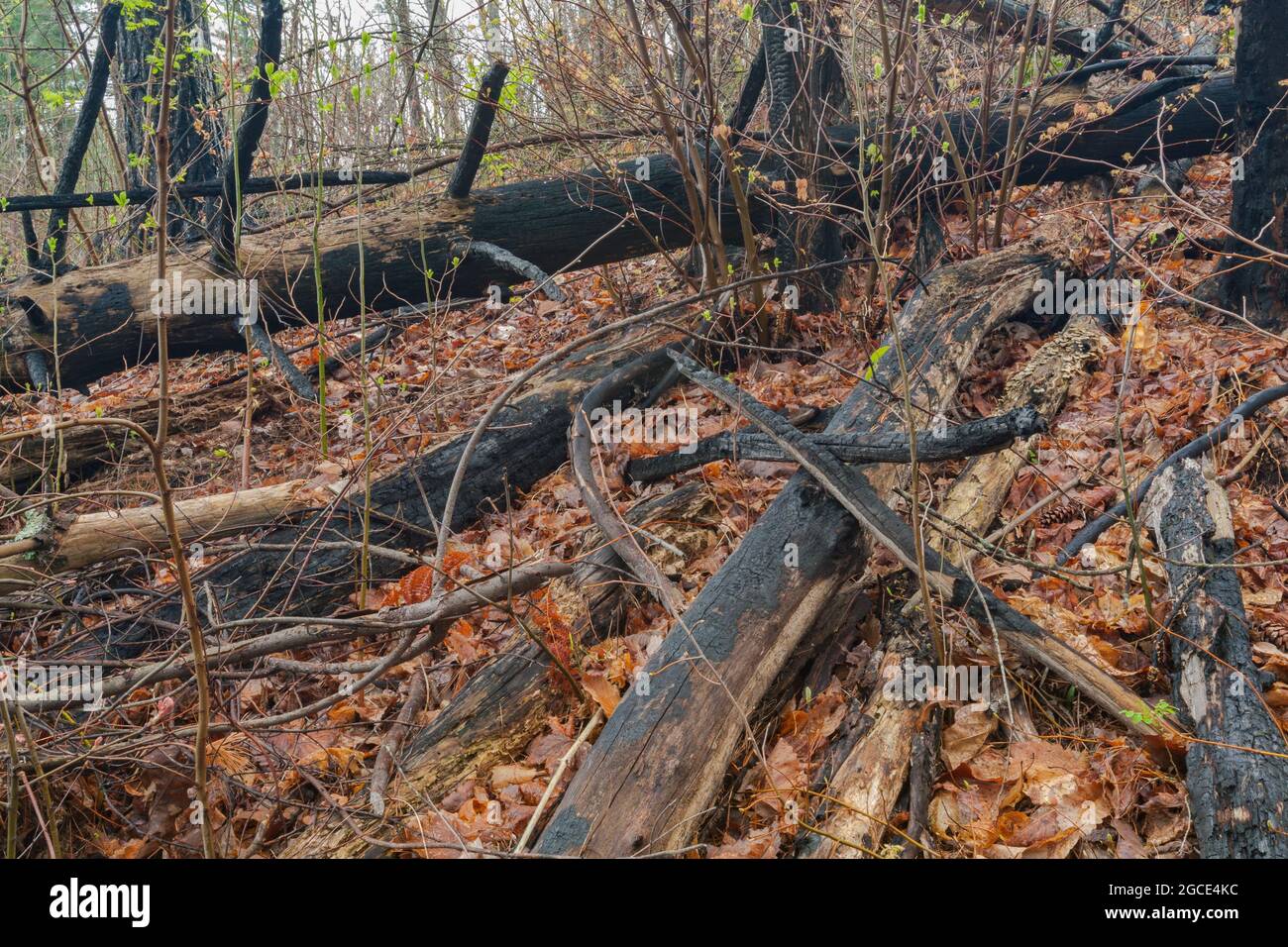 Area di Fires Creek nella foresta nazionale di Nantahala Foto Stock