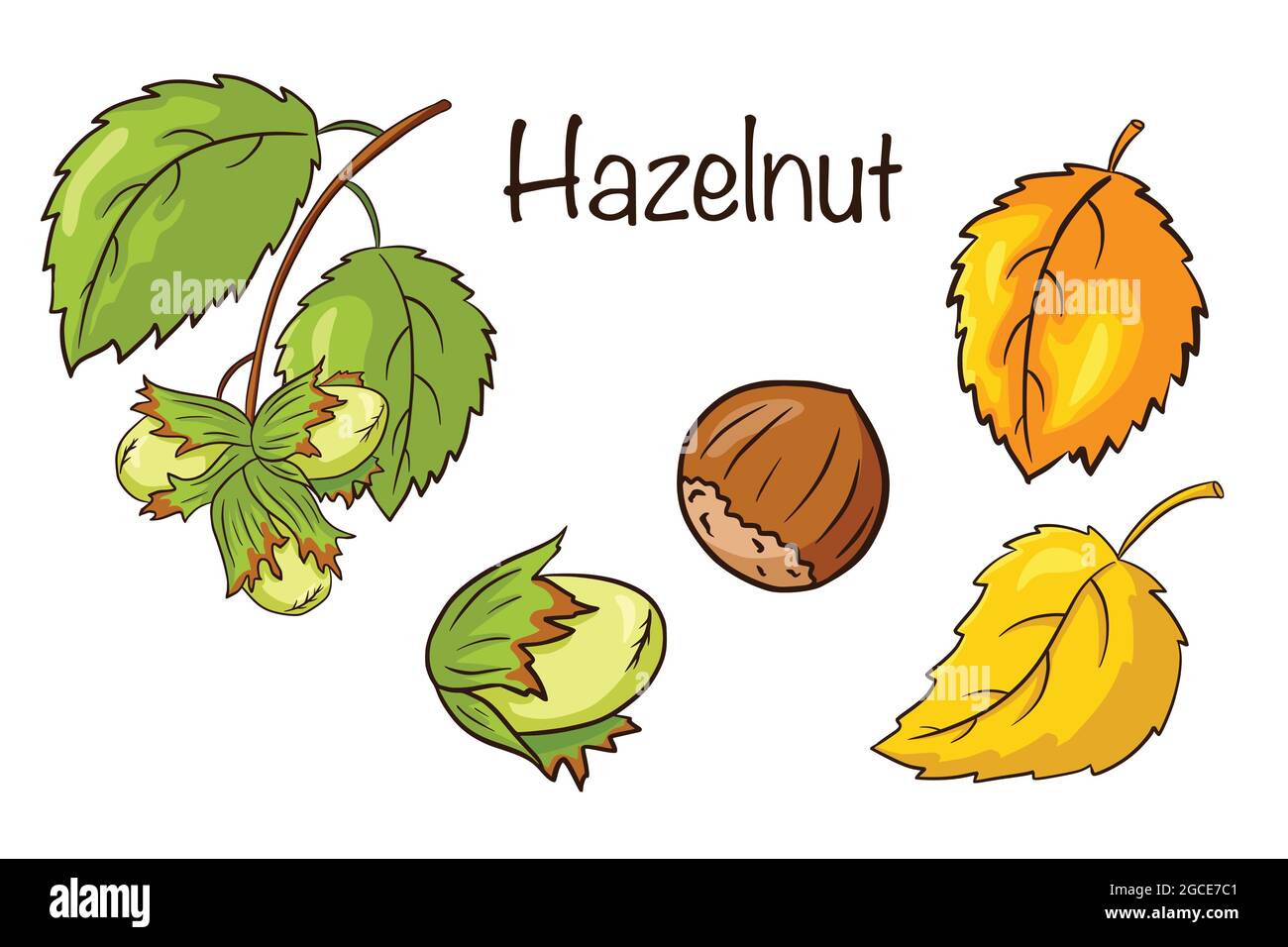 Nocciola e foglie set. Raccolta di frutta e foglie di nocciola disegnate a mano. Elementi decorativi autunnali. Illustrazione vettoriale per logo, menu, stampe, adesivi, design e decorazione. Vettore Premium Illustrazione Vettoriale