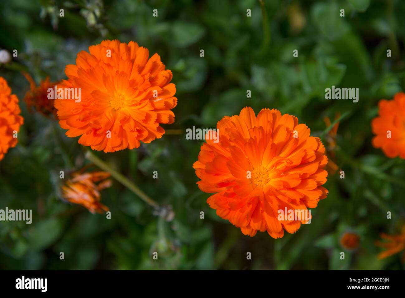 Fiori d'arancio. Foto Stock