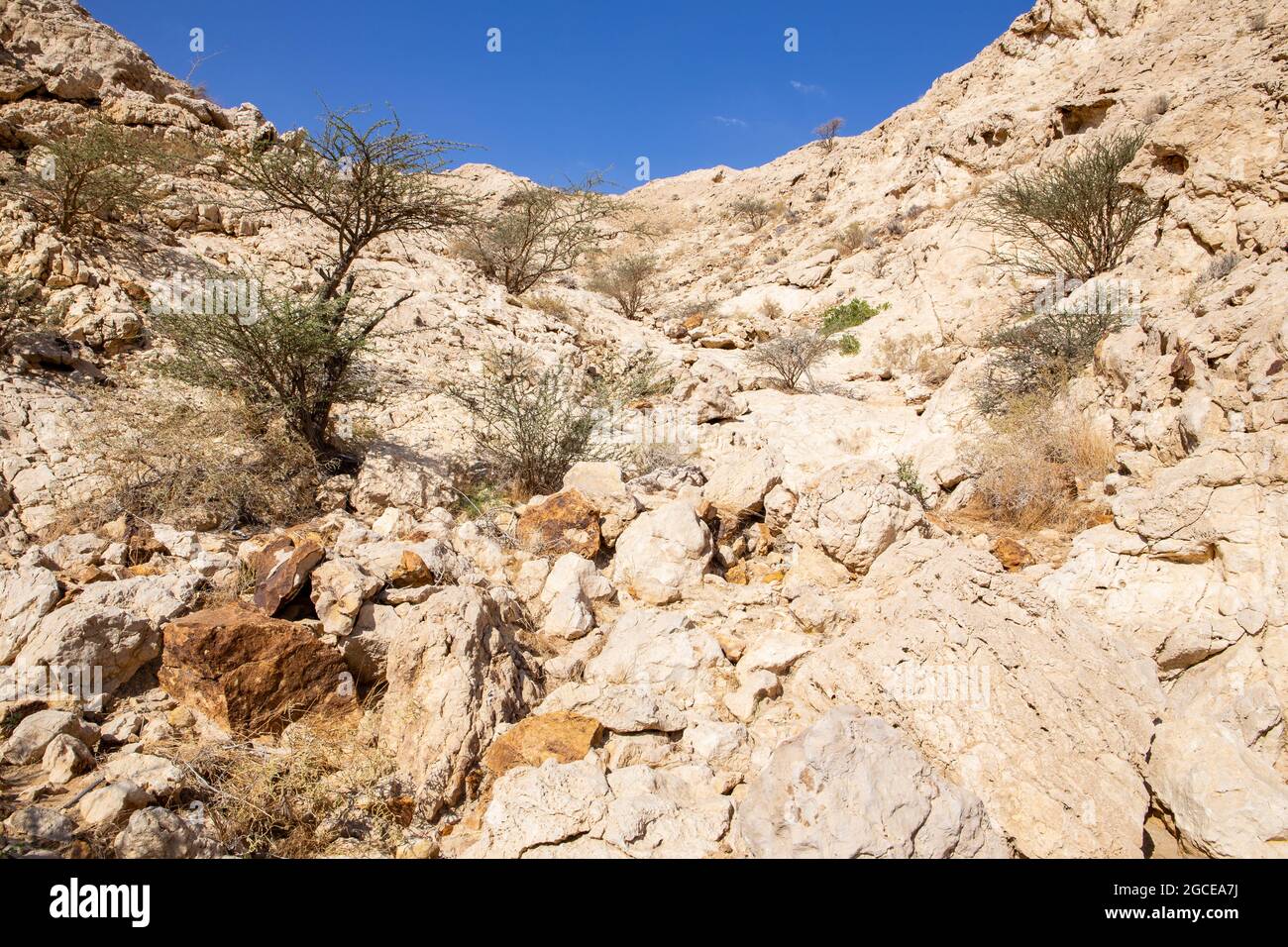 Montagne calcaree aride e secche con alberi di acacia nella Valle delle Grotte di Mleiha Centro Archeologico a Sharjah, Emirati Arabi Uniti. Foto Stock