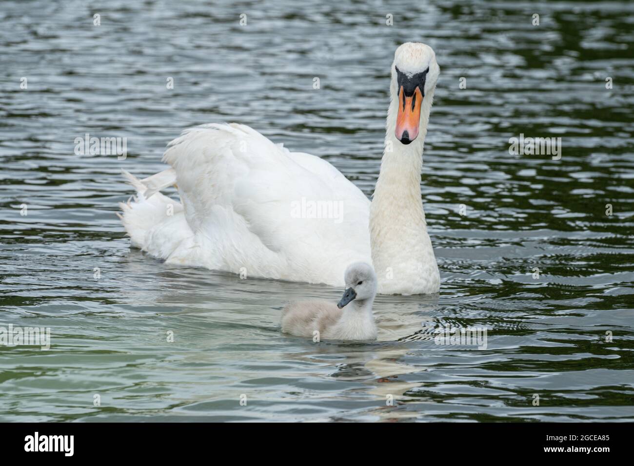 Mute Swan (Cygnus olor) con un giovane cygnet su un fiume, Inghilterra, Regno Unito, durante l'estate Foto Stock