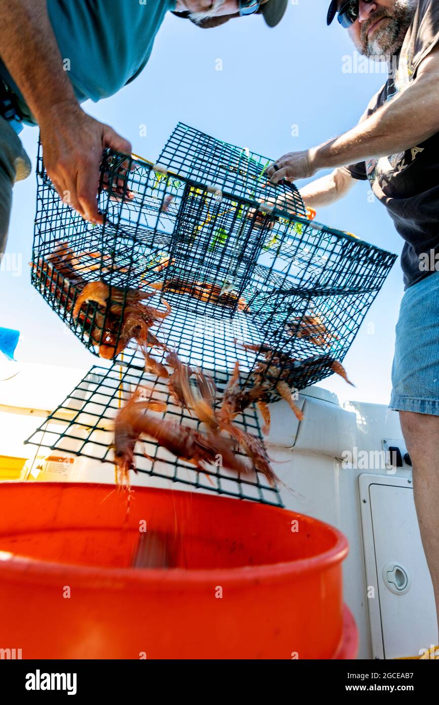 WA20282-00..... WASHINGTON - Phil Russell e Jim Johansen svuotano il pescato da una pentola di gamberetti in un secchio. Foto Stock