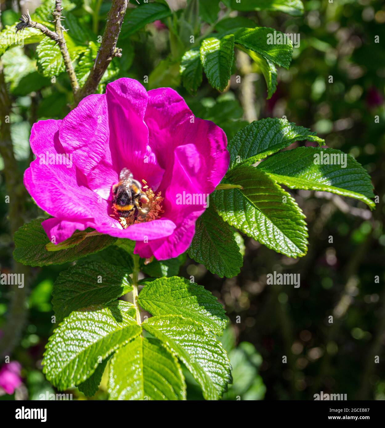 Una rosa selvaggia in fiore sulla Costa Suffolk Foto Stock