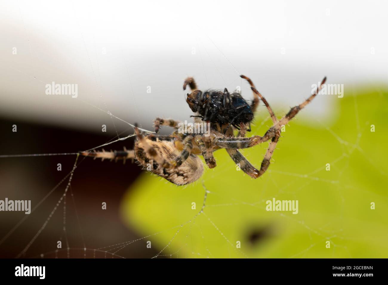 Garden Spider con preda Foto Stock