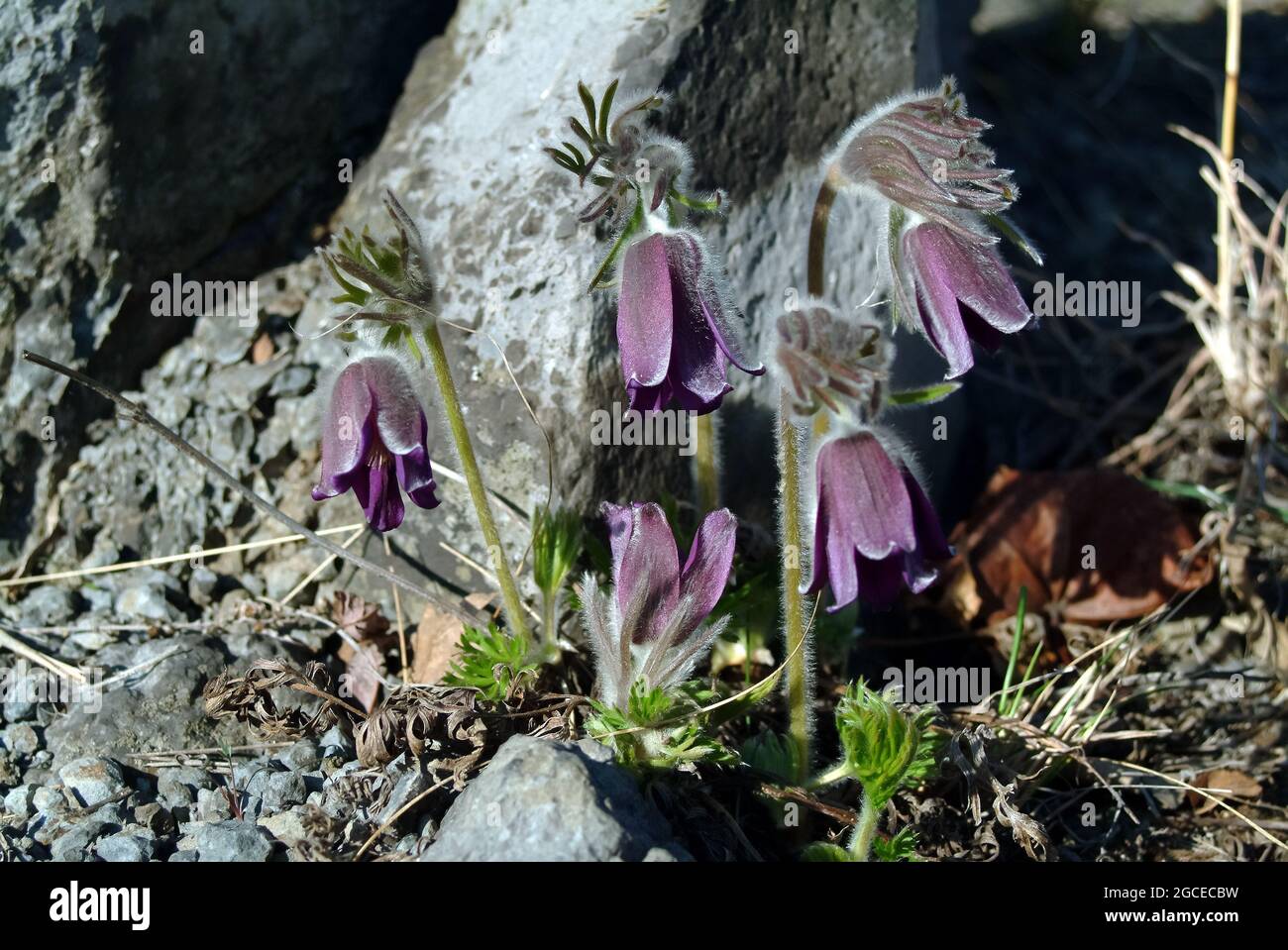 Fiore di piccola pasque, Pulsatilla pratensis subsp. Nigricans, Wiesen-Kuhschelle, fekete kökörcsin, Ungheria, Magyarország, Europa Foto Stock