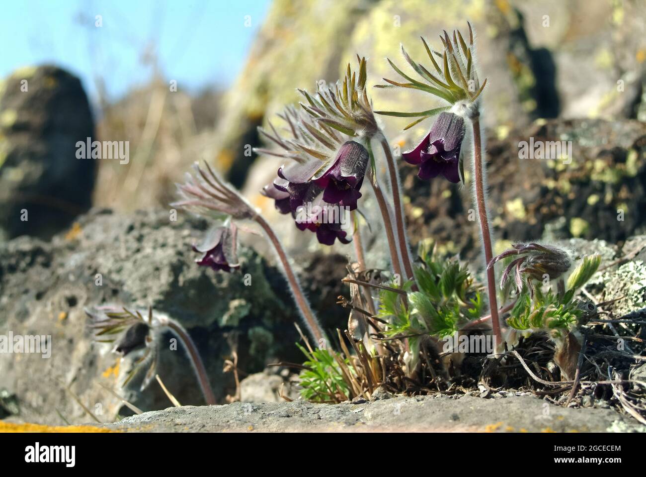 Fiore di piccola pasque, Pulsatilla pratensis subsp. Nigricans, Wiesen-Kuhschelle, fekete kökörcsin, Ungheria, Magyarország, Europa Foto Stock