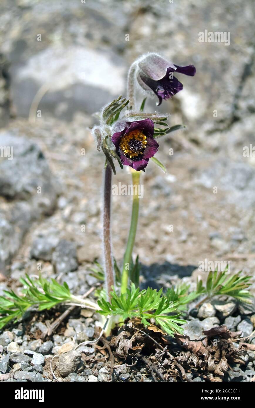 Fiore di piccola pasque, Pulsatilla pratensis subsp. Nigricans, Wiesen-Kuhschelle, fekete kökörcsin, Ungheria, Magyarország, Europa Foto Stock