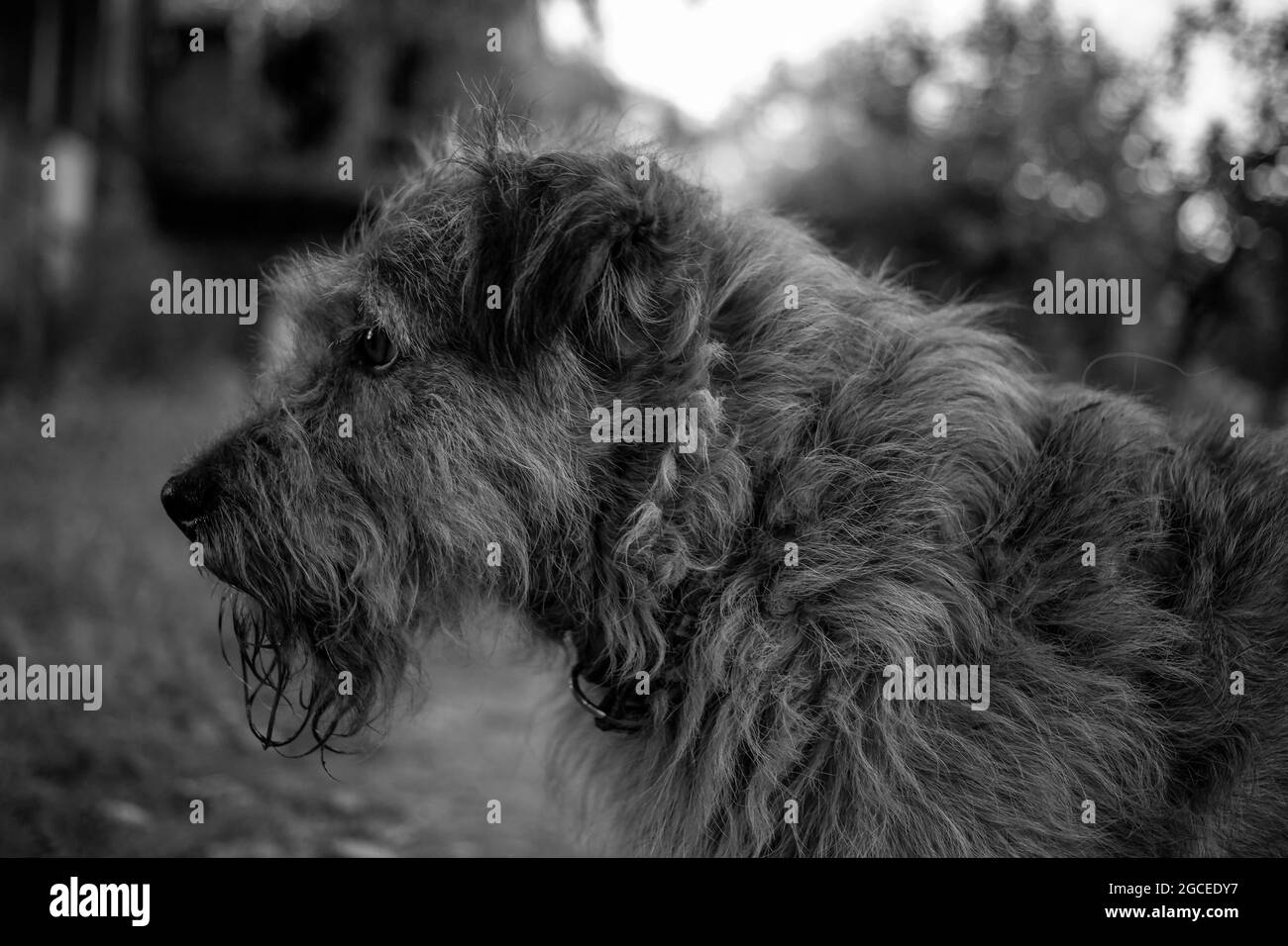 Ritratto di un Terrier (B/N) Foto Stock