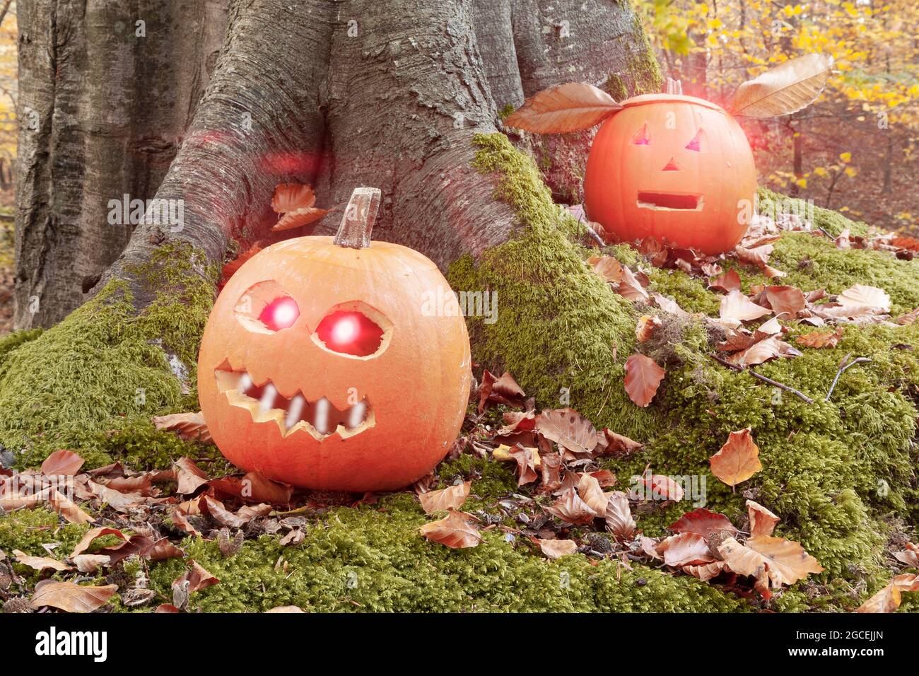 Zucche di Halloween con i volti spaventosi ritagliati nella foresta. Foto Stock