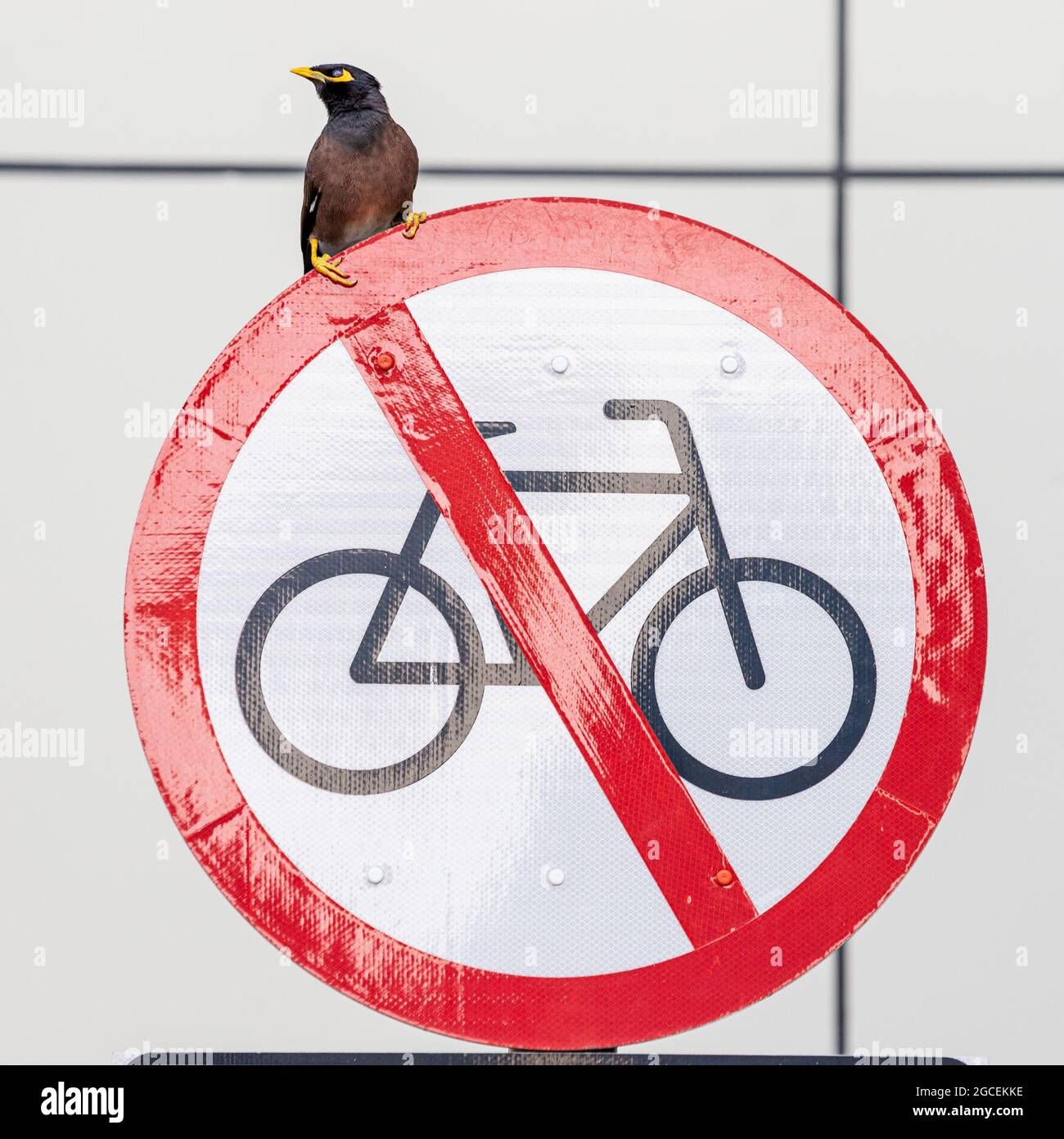 Synantropic uccello comune Myna siede su un segnale stradale che proibisce il passaggio dei ciclisti. Il concetto di uccelli urbanizzati che vivono in città Foto Stock