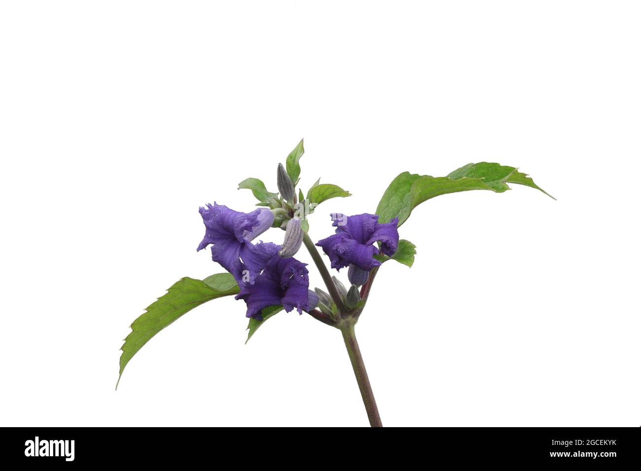 Foglie e fiori blu/lilla aperti di una Cassandra Clematis Heracleifolia Foto Stock