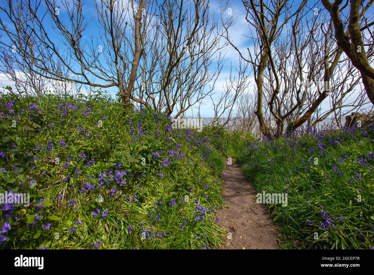 Piante Bluebell alla Costa di Suffolk Foto Stock