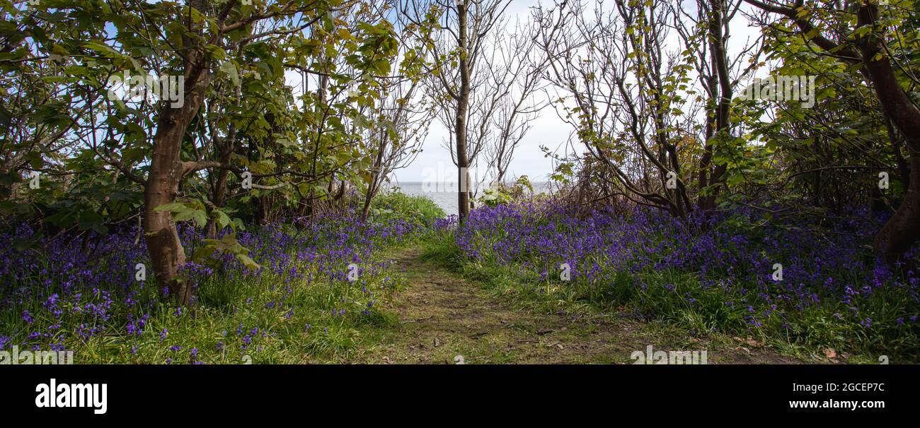 Piante Bluebell alla Costa di Suffolk Foto Stock