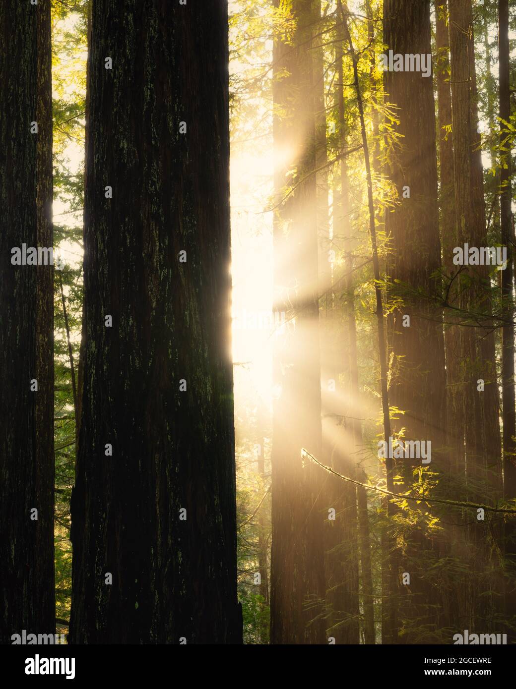 Immagine verticale dei raggi solari dietro gli alberi di sequoia Foto Stock