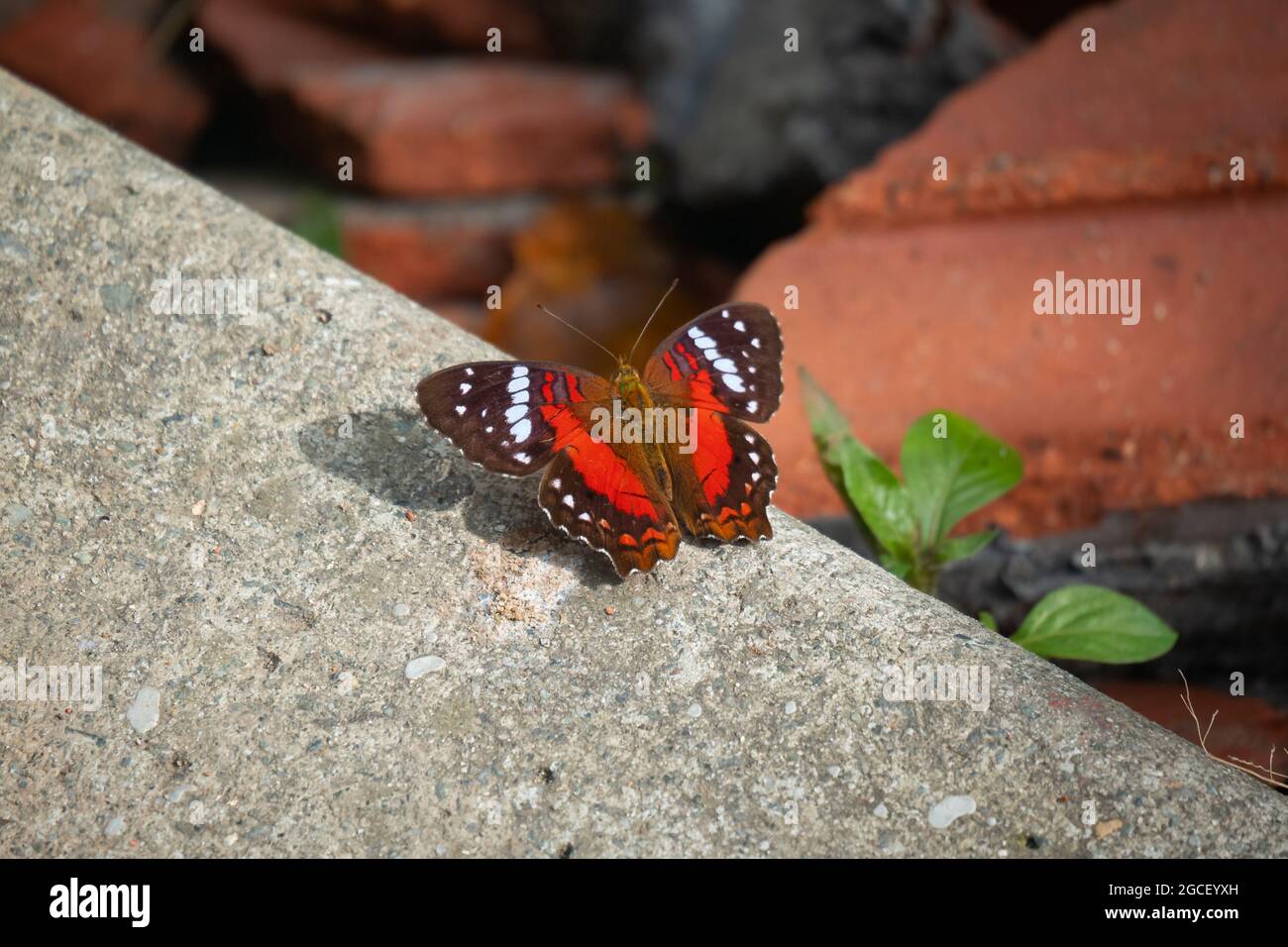 Farfalla chiamata Brown, Scarlet o Red Peacock (pavone) (Anartia amatea). Lei perches sulla scala di cemento in un giorno di sole Foto Stock