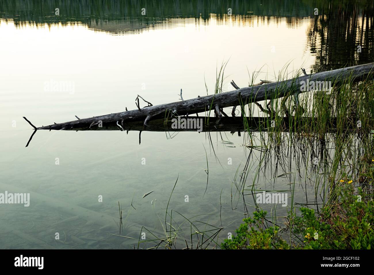 ID00843-00...IDAHO - Lago paludoso al tramonto sul Lago Little Redfish nella Sawtooth National Recreation Area. Foto Stock