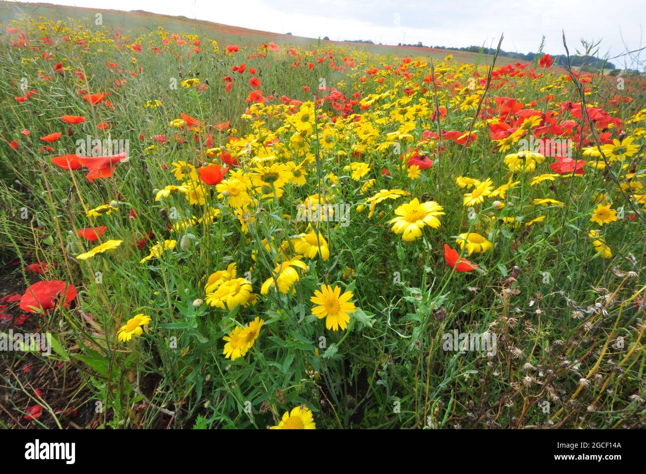 Papaveri e marigolette di mais vicino a Salthouse, Norfolk settentrionale, Inghilterra, Regno Unito. Foto Stock