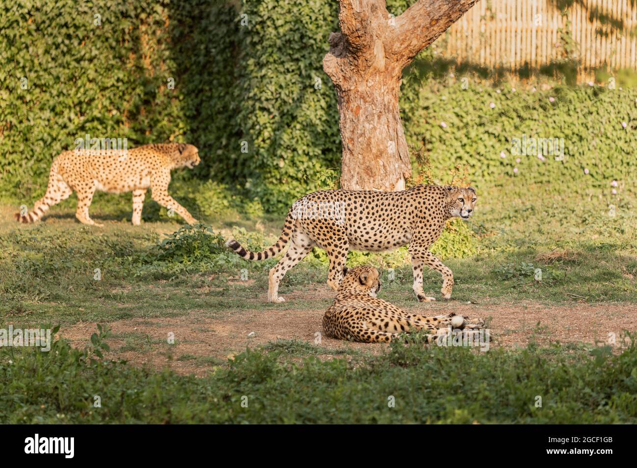 gruppo di ghepardi camminano intorno al recinto nello zoo e nel parco safari. Interazioni e comunicazione di grandi gatti predatori nell'orgoglio e nel collec Foto Stock