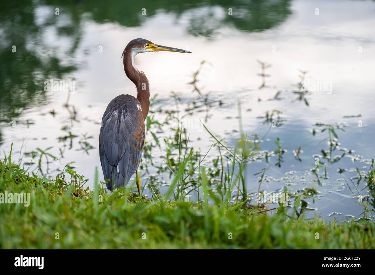 Airone tricolore (Egretta tricolore) che si erge lungo il litorale del Parco dell'Isola degli Uccelli a Ponte Vedra Beach, Florida. (STATI UNITI) Foto Stock
