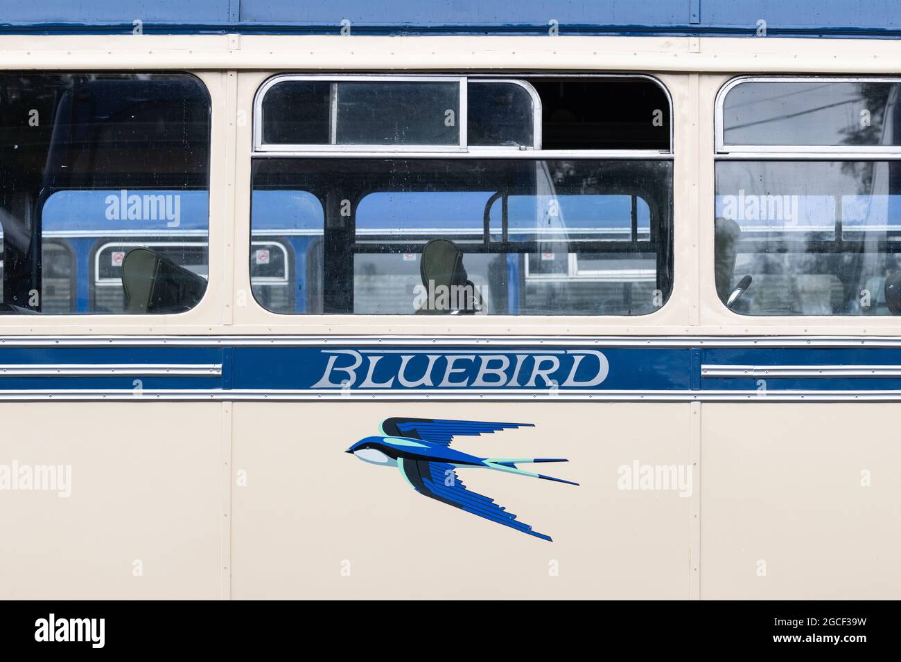 Logo Bluebird su W Alexander & Sons Ltd vintage bus - Scozia, Regno Unito Foto Stock