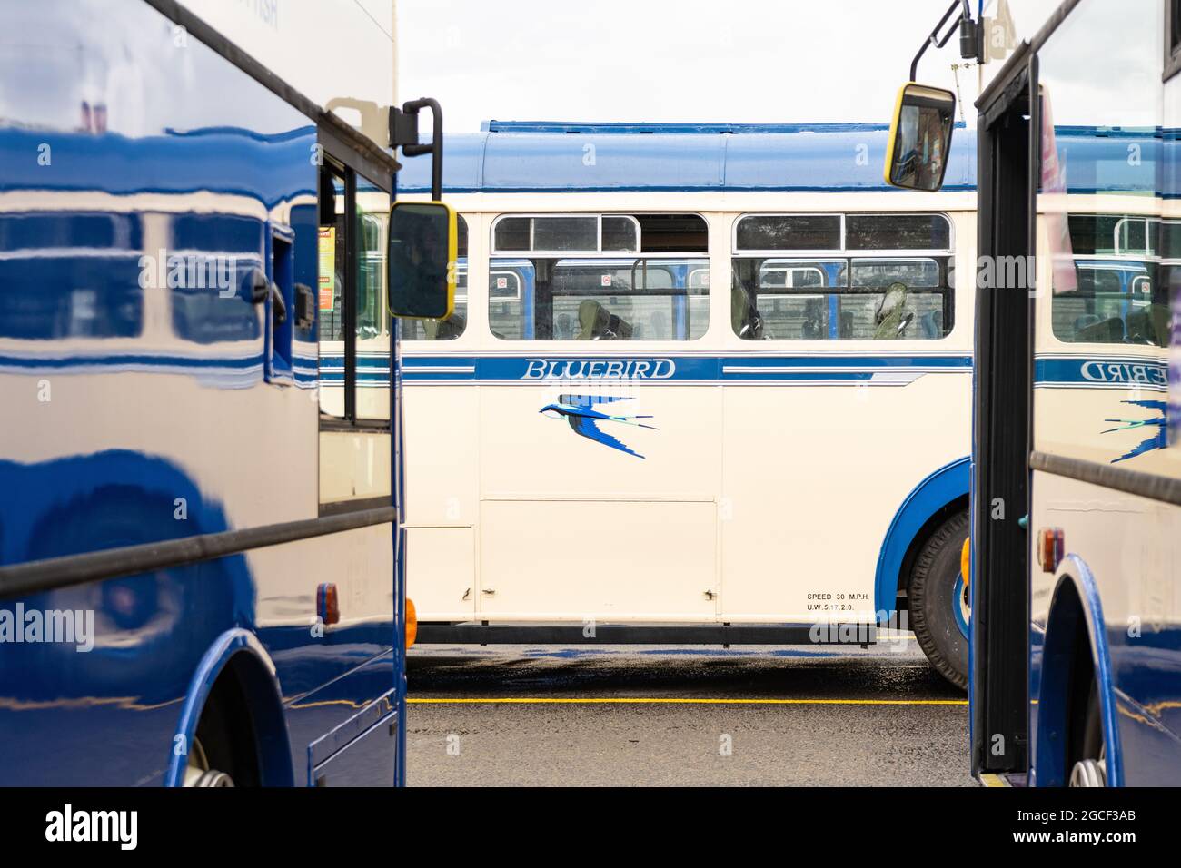 Logo Bluebird su W Alexander & Sons Ltd vintage bus - Scozia, Regno Unito Foto Stock