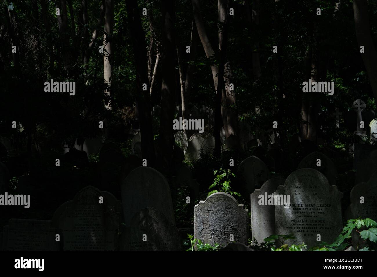 Cimitero storico con lapidi inalterate tra alberi secolari e luce solare oppressa Foto Stock